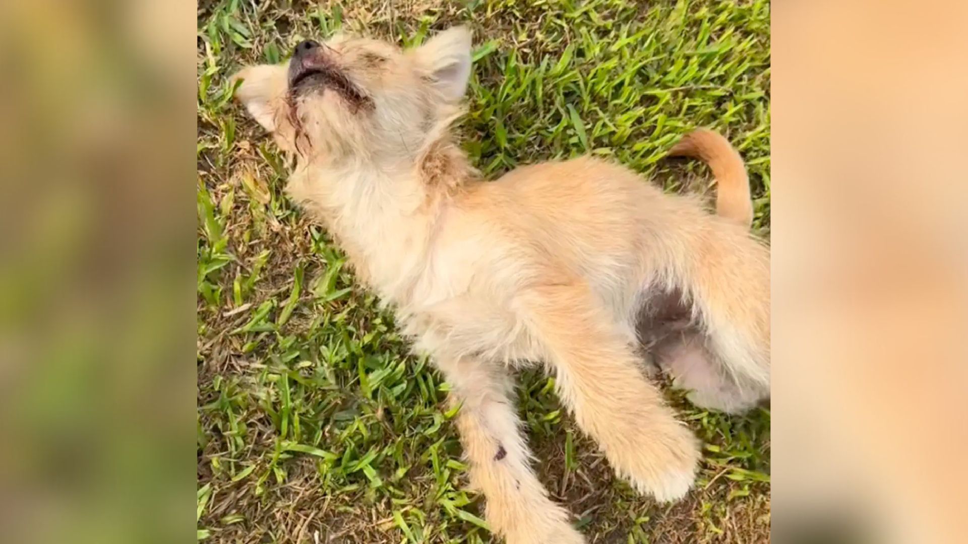 Woman Realized There Was Something Furry On Roadside So She Went To Check It Out