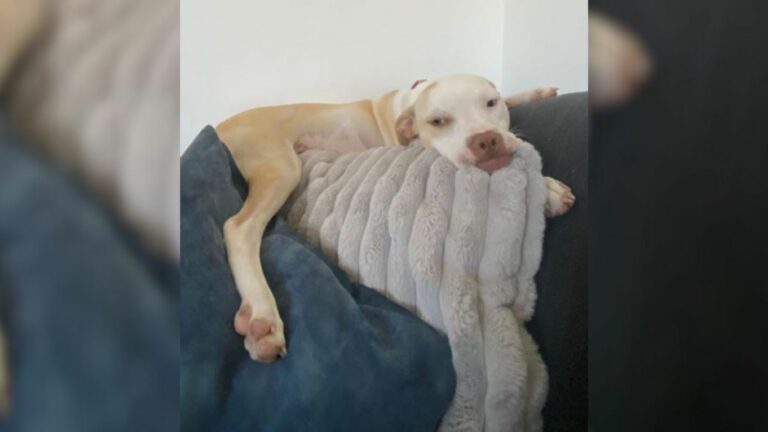 dog on the couch pillows