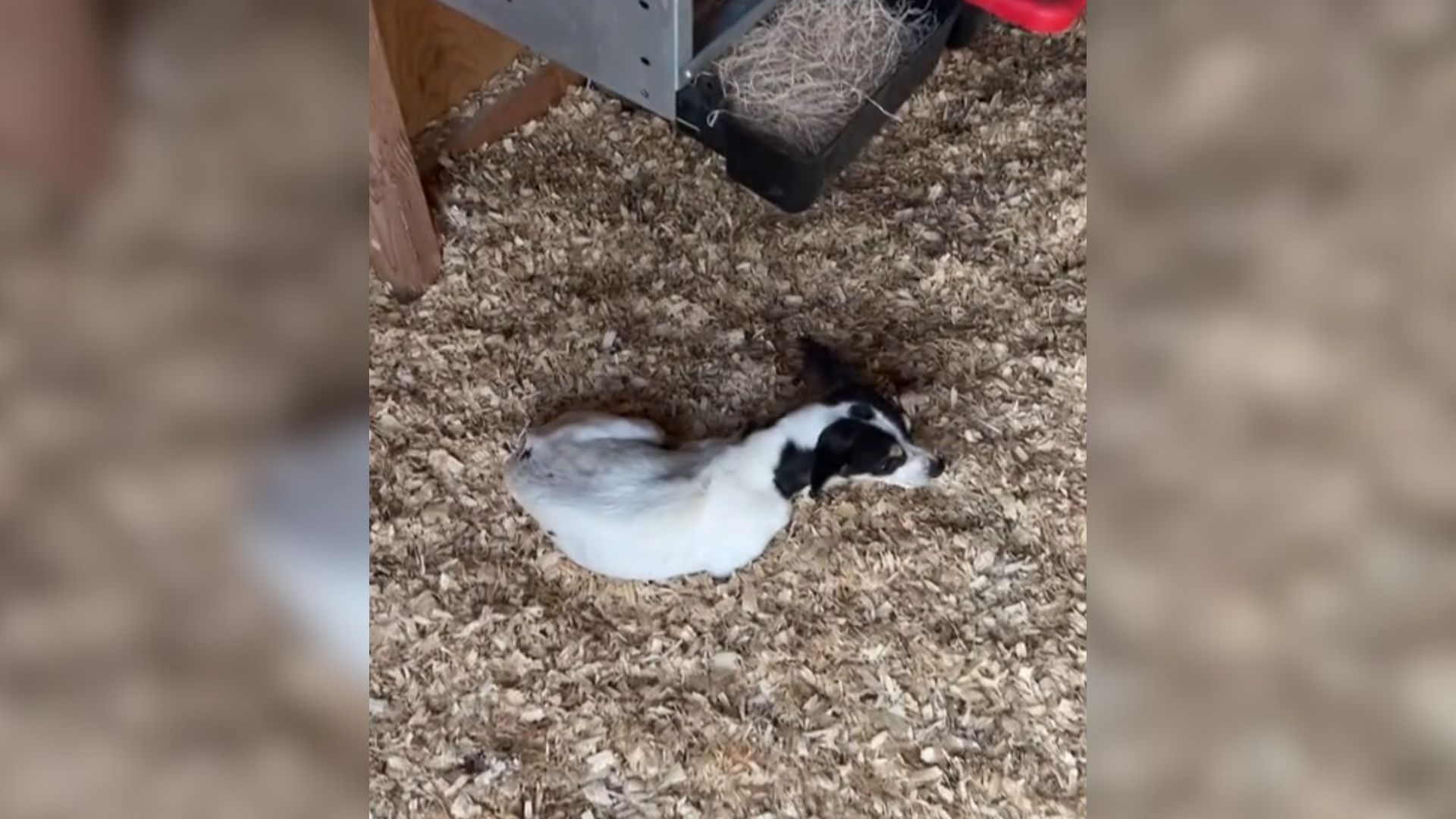 Woman Went To Check On Her Chickens And Found That Somebody Got There First 