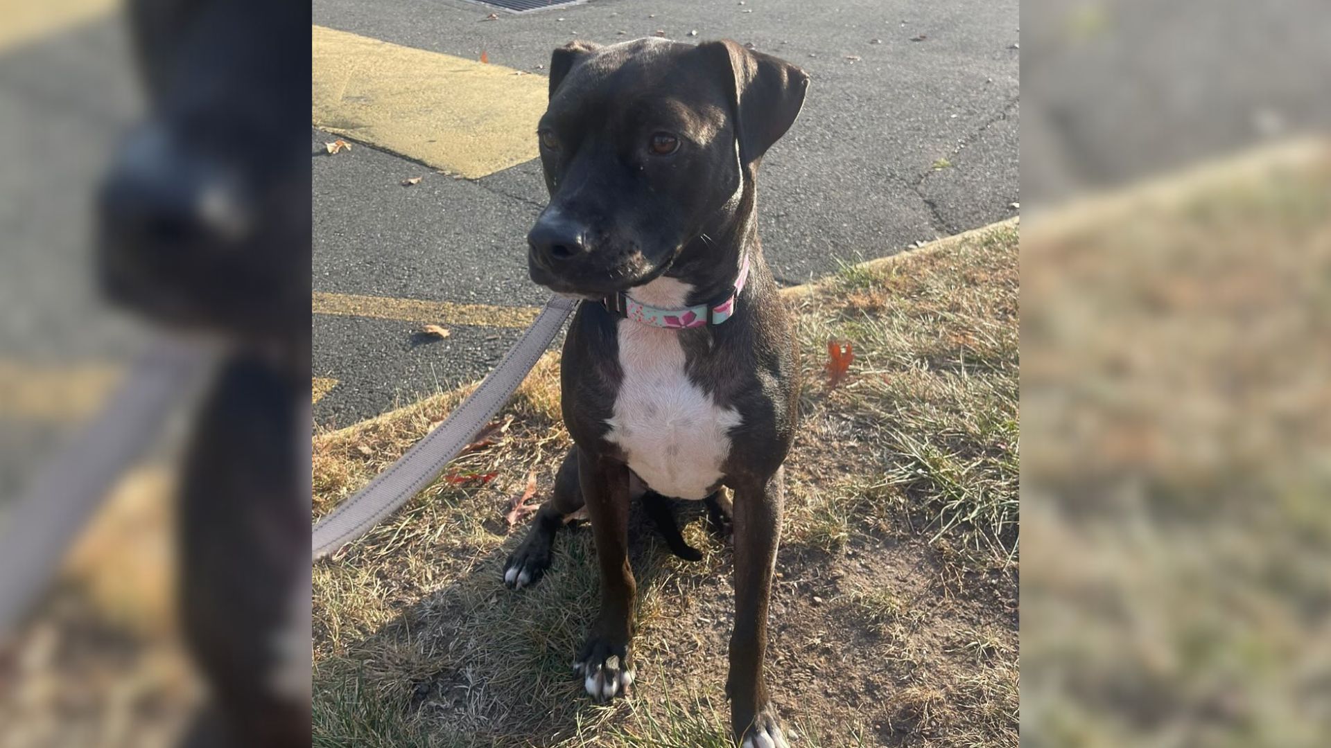 World’s Loneliest Pittie Spends Two Years In Eight Different Foster Homes That ‘Couldn’t Keep Her Long’