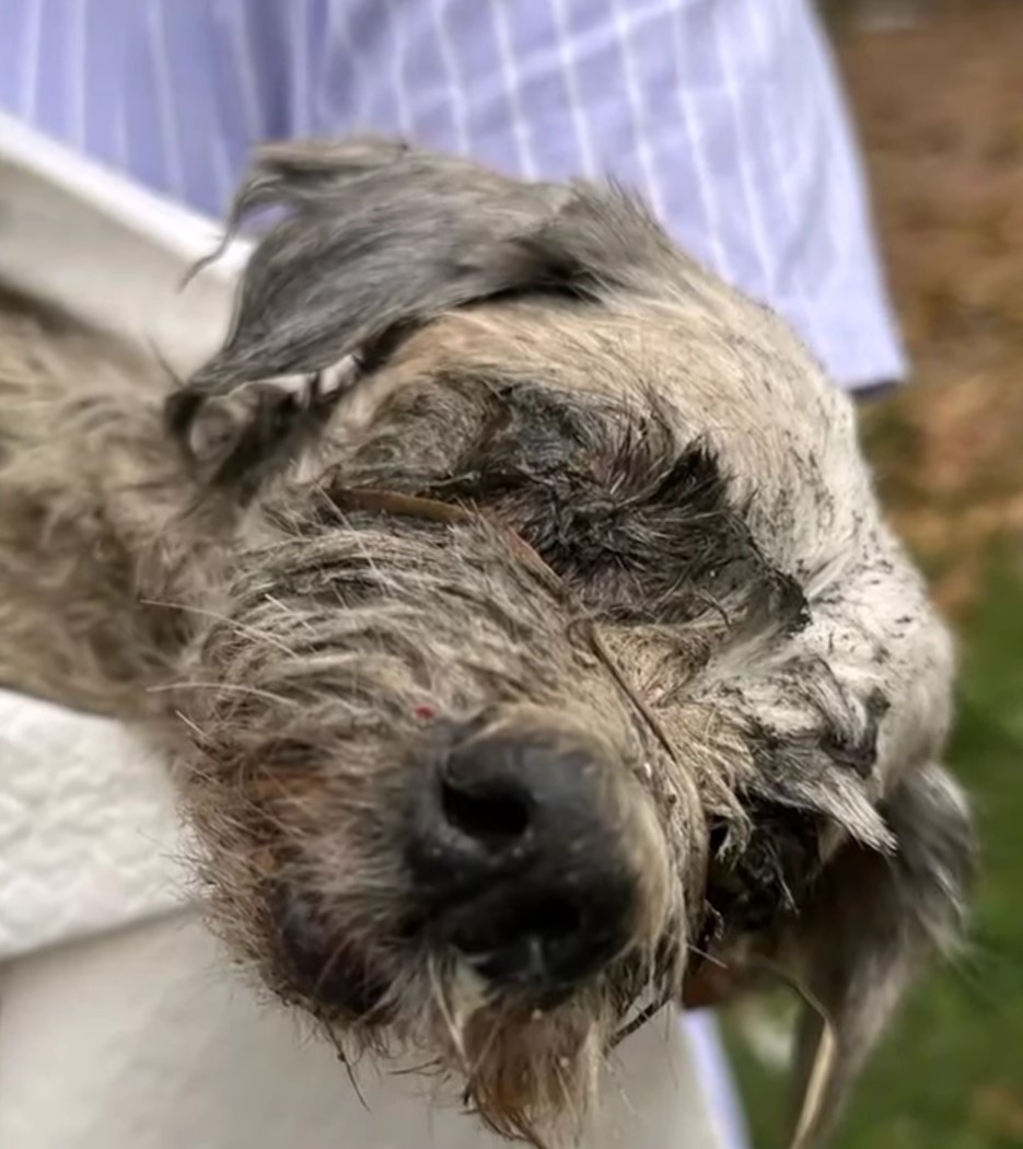 dirty dog ​​with closed eyes