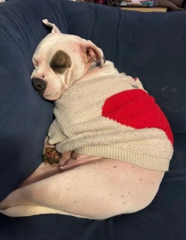 dog sleeping