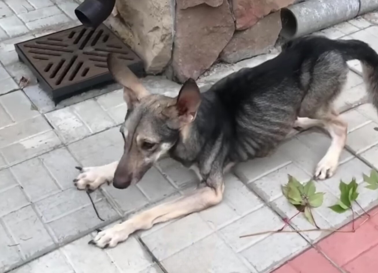 malnourished pup