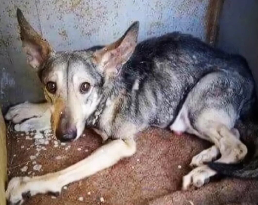 photo of neglected pup