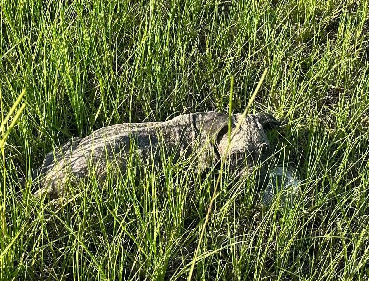 poor injured dog abandoned in grass
