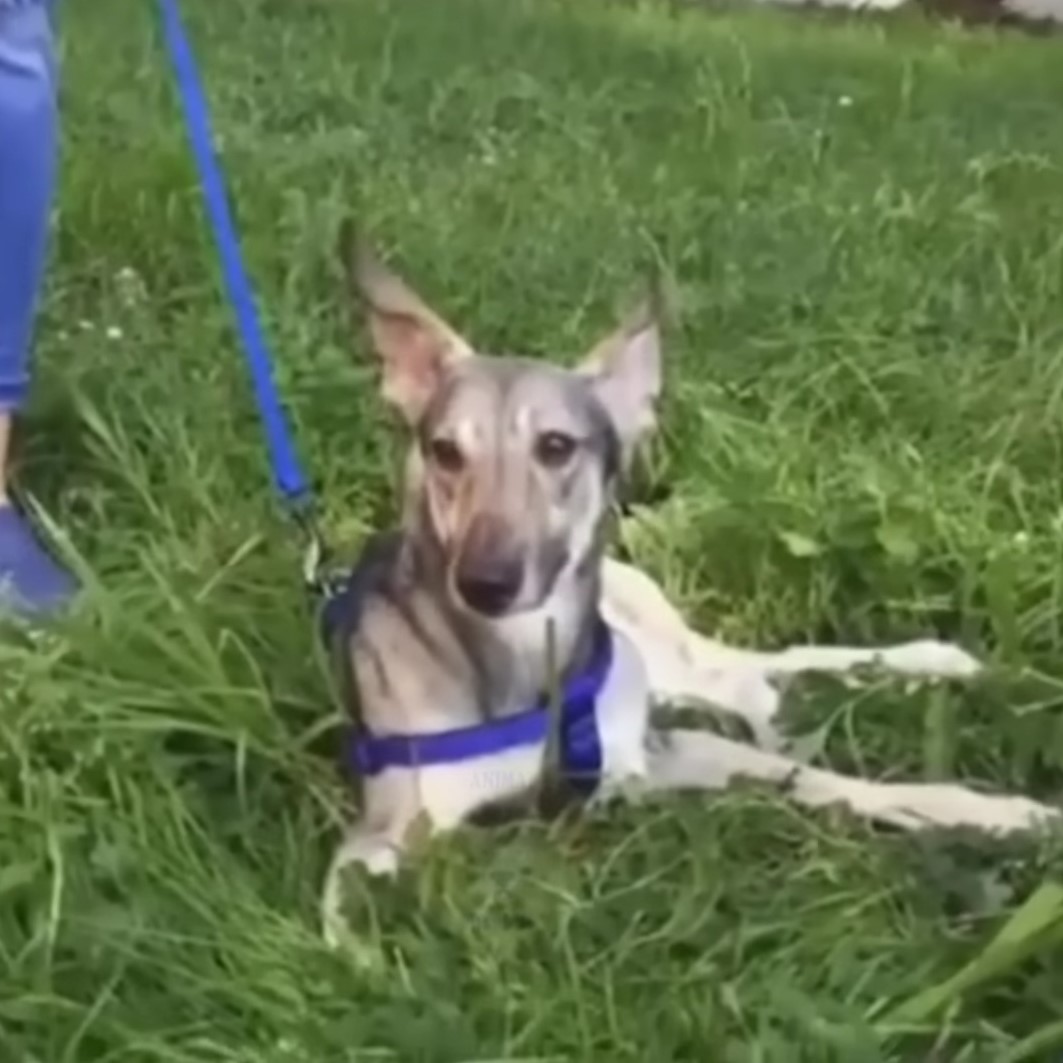 pup lying on grass