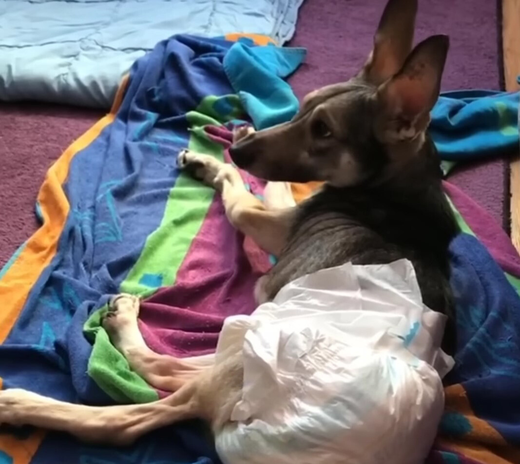 pup wearing a diaper