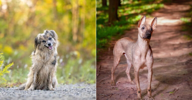 30 Rare Dog Breeds You Ve Probably Never Heard Of Pupvine