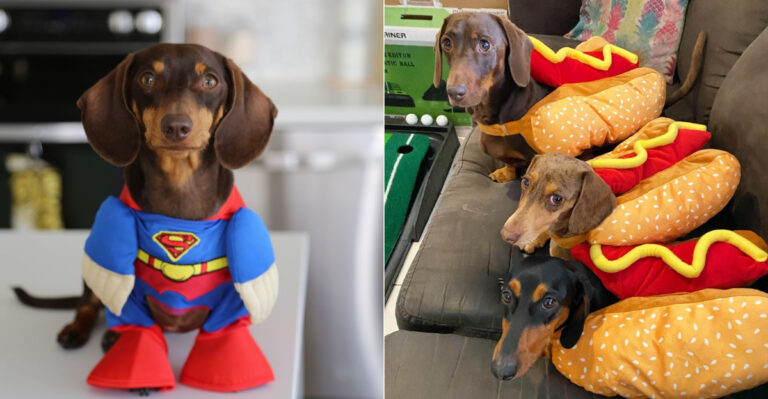 31 Hilarious Dachshund Outfits You Need to See