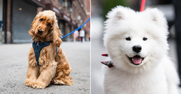 33 Dog Breeds With Sensitive Souls