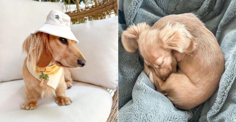 35 Adorable Dachshund Puppy Photos That Will Make You Smile