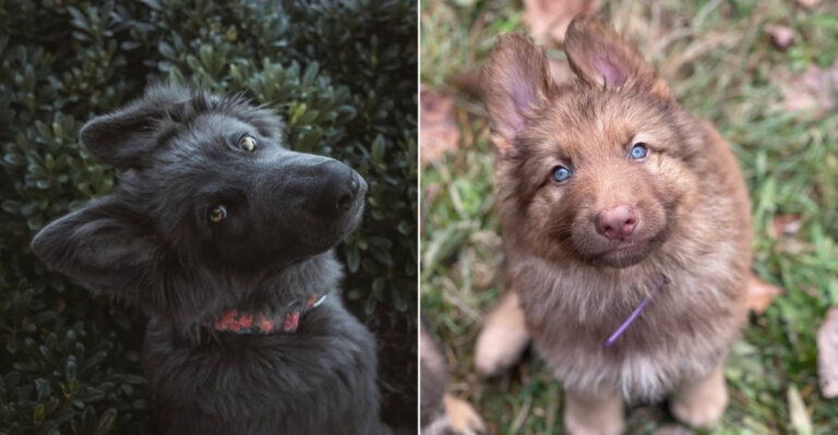 33 German Shepherd Colors That Showcase Their Beauty
