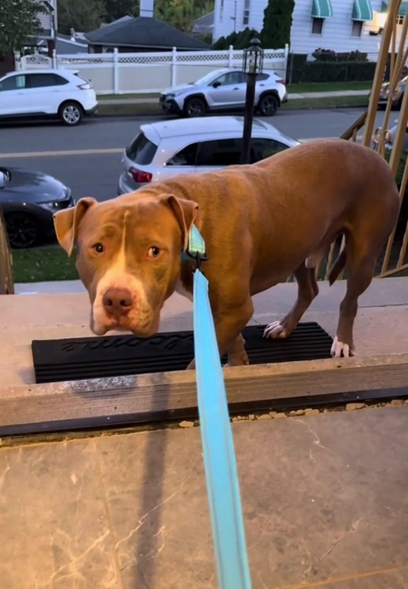 A brown dog on a leash stands in front of the door