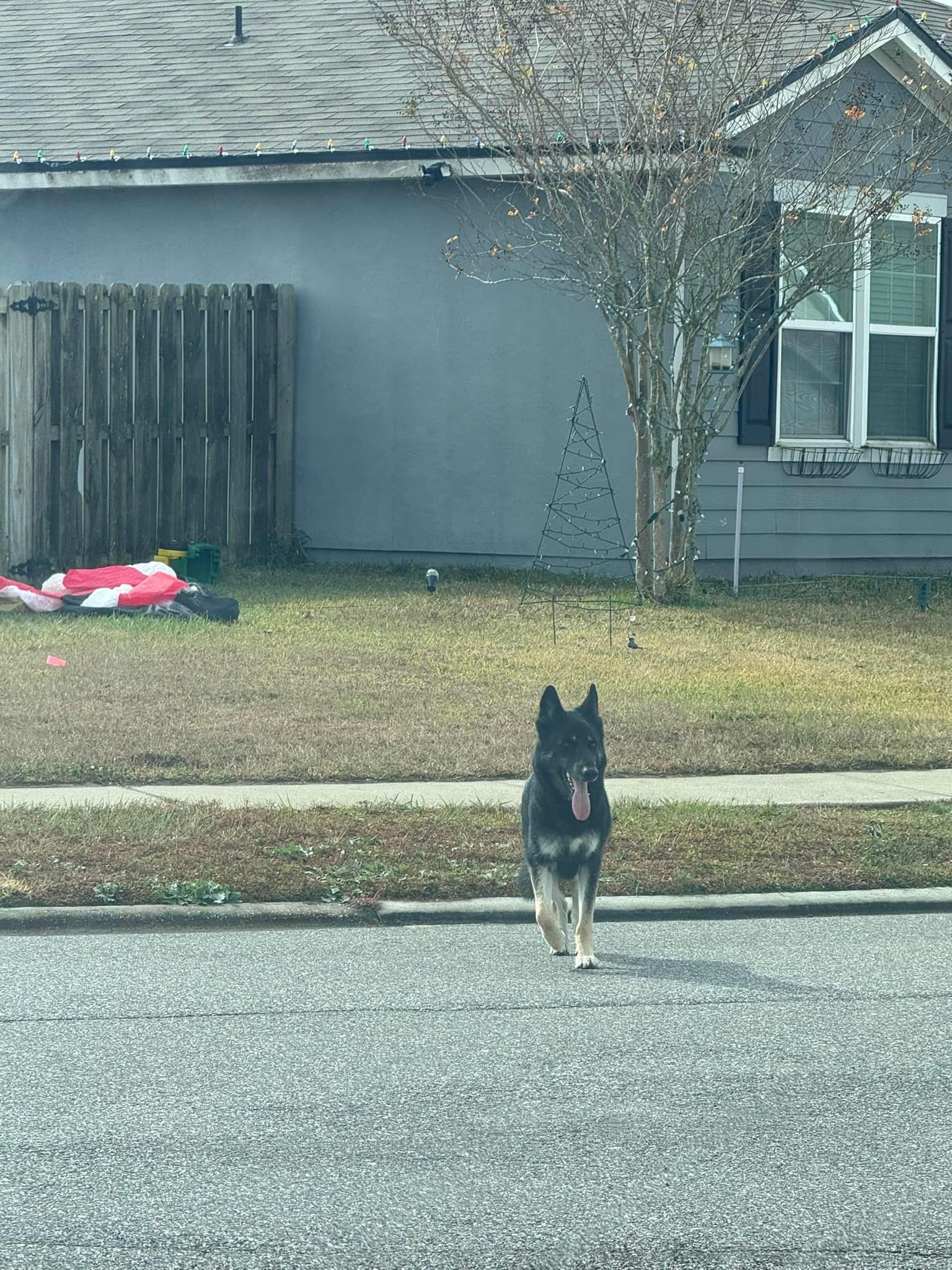 A dog with its tongue out crosses the street