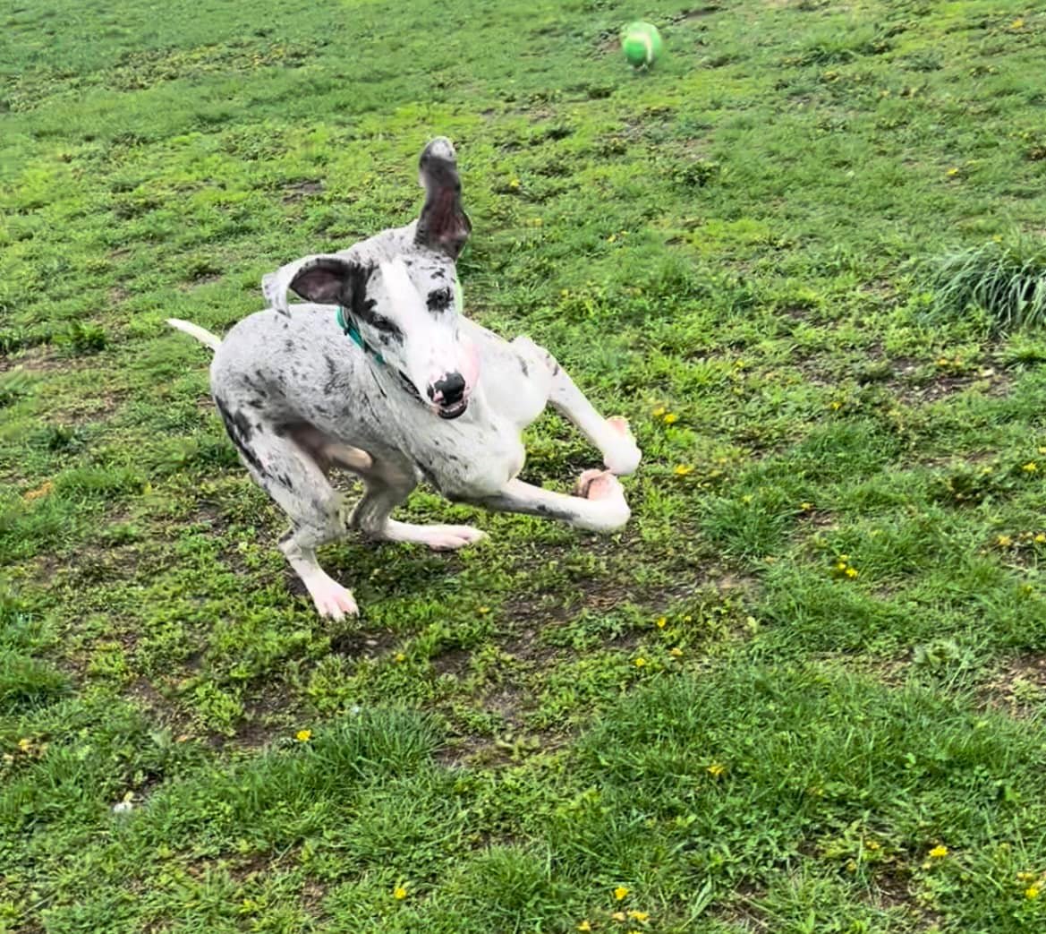 A great dane runs across the meadow
