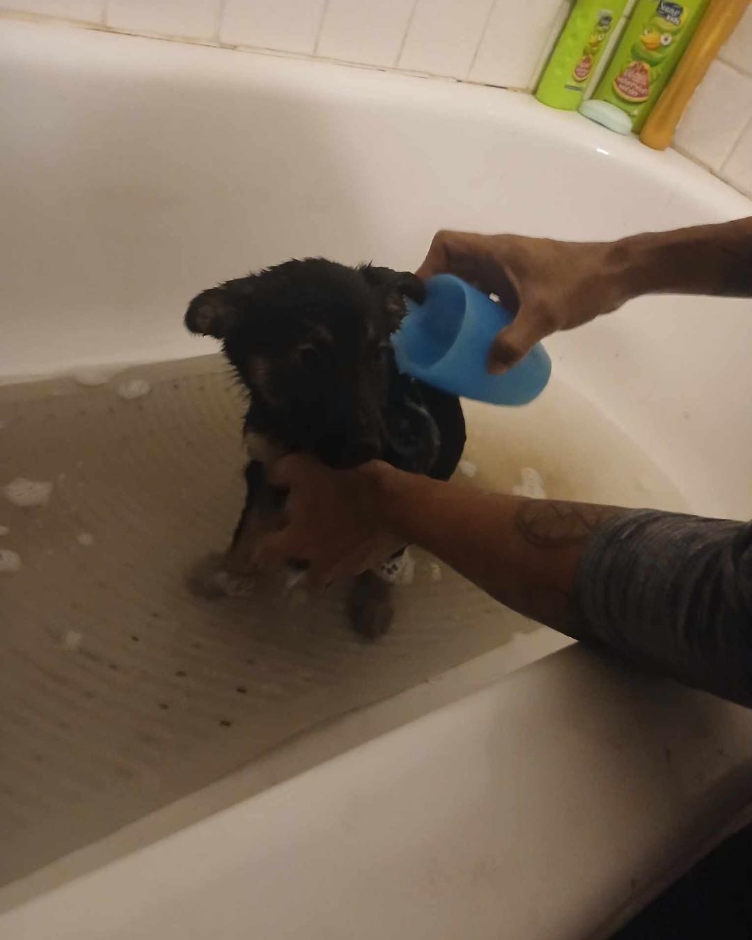 A man is bathing a small puppy in a bathtub