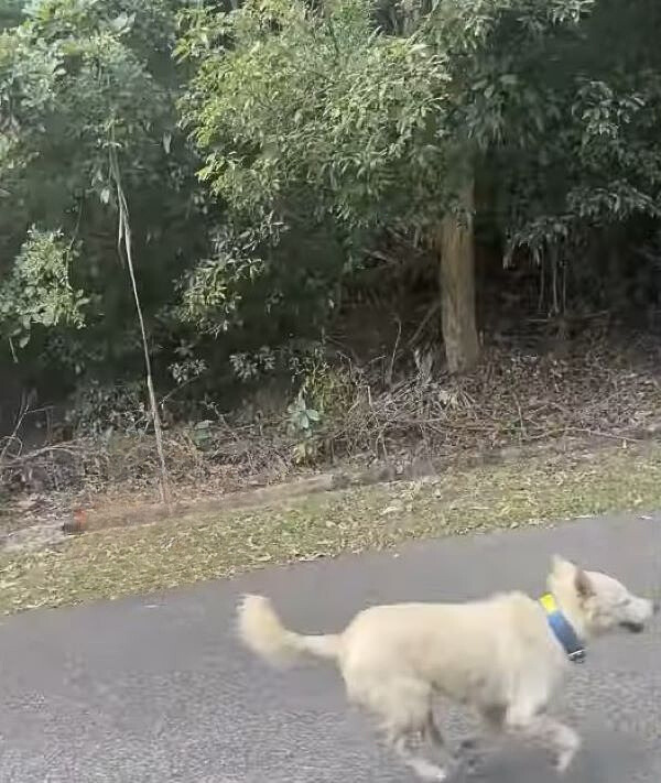 A white dog runs down the street