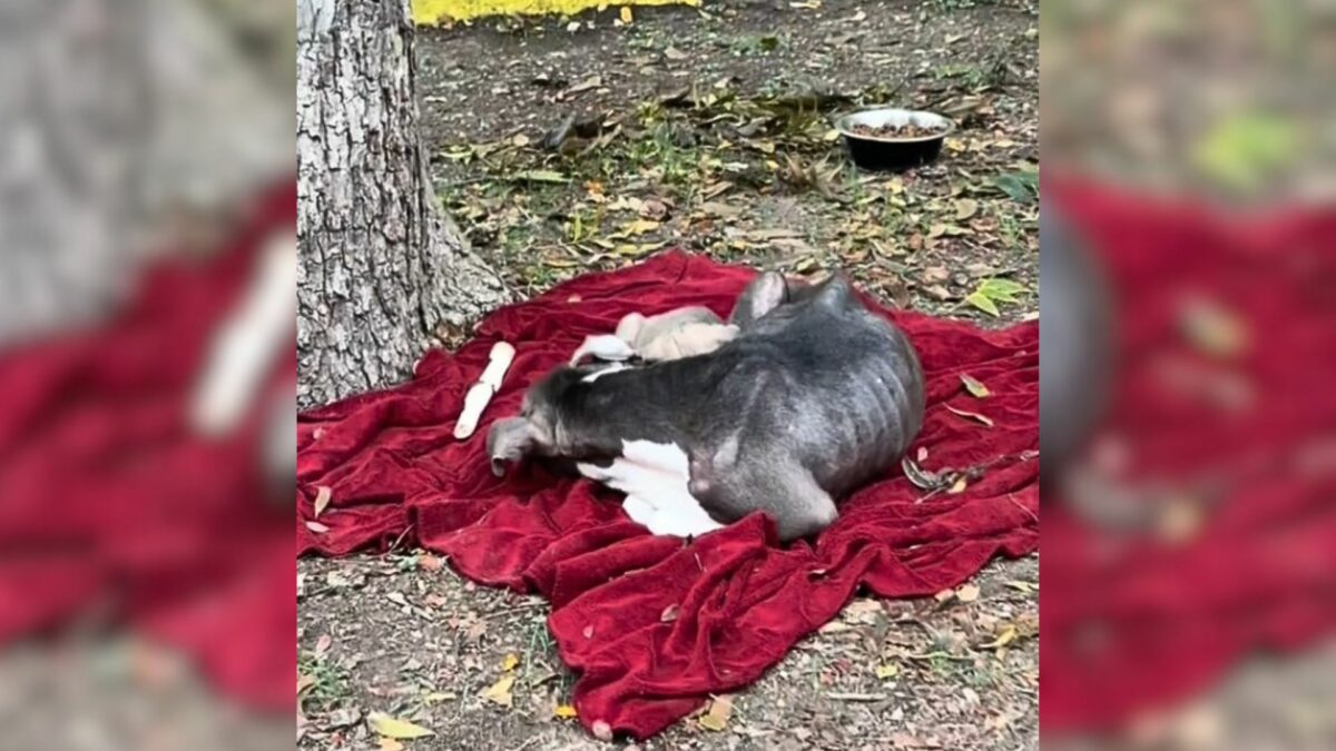 Betrayed Mama Dog And Her Puppies Found Lying On A Small Blanket ...