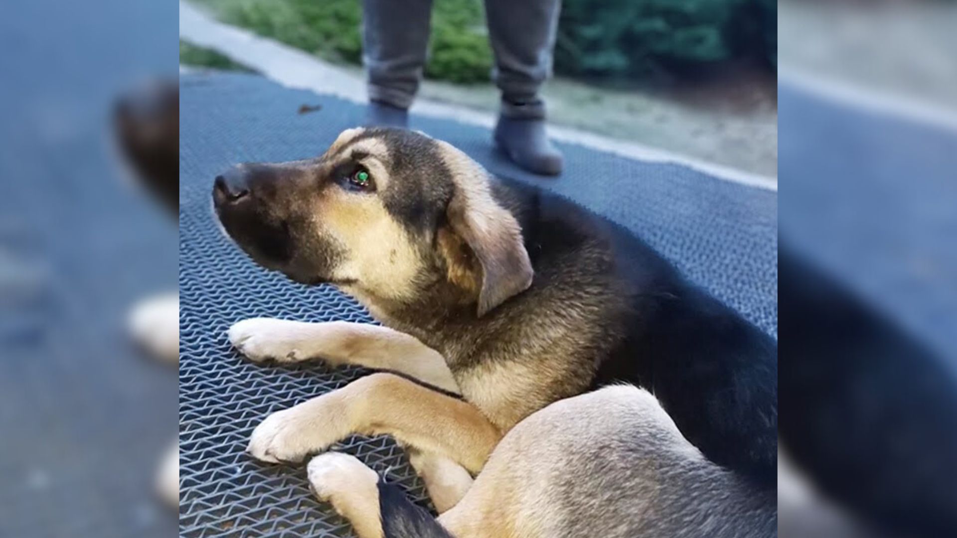 Abandoned Pup Curled Up In Front Of A Bank And Begged The Bank Clerk To Let Her Wait For Her Owner