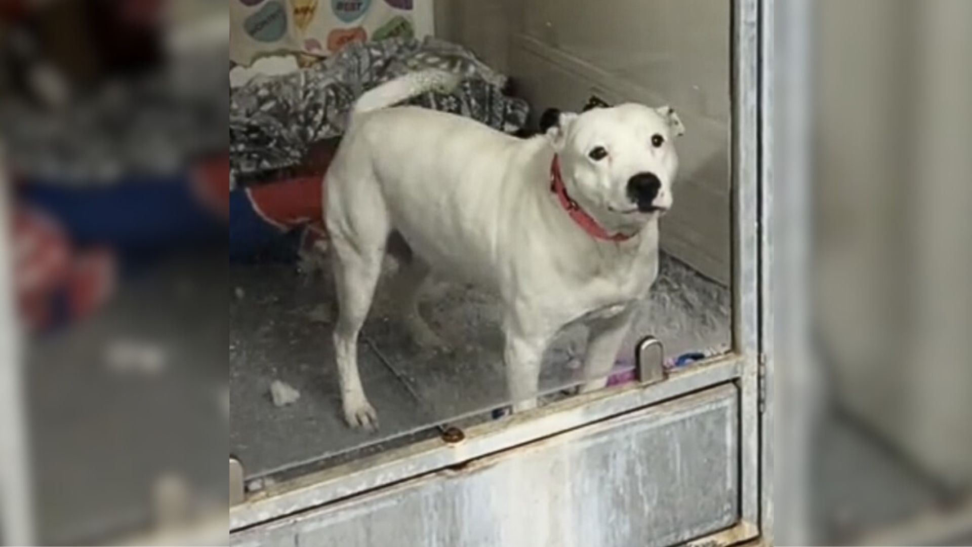 Mama Dog Surrendered To Shelter Can’t Understand Why Everyone Keeps Avoiding Her