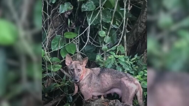 Brave Mother Dog