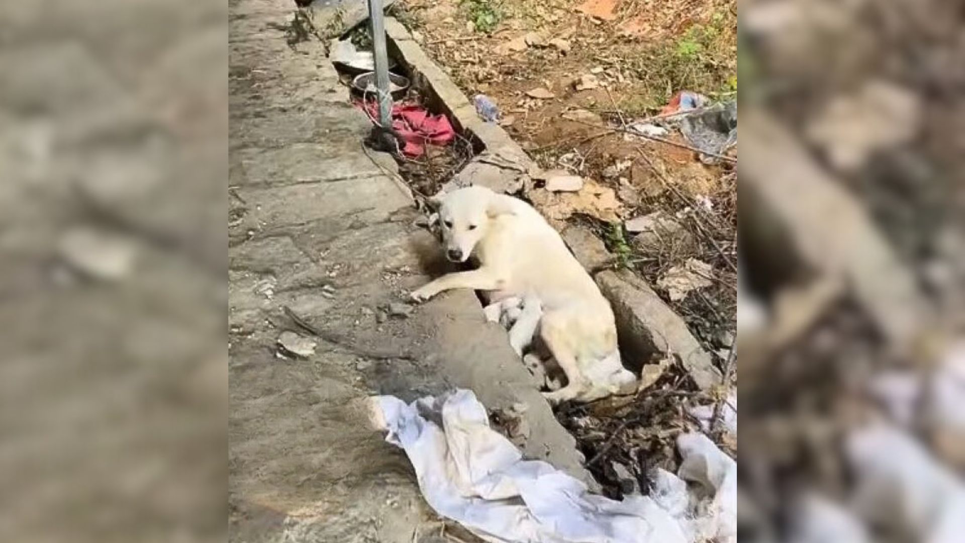 Chained Mama Dog Who Gave Birth To Her Babies On A Sidewalk Desperately Tried To Keep Them Alive