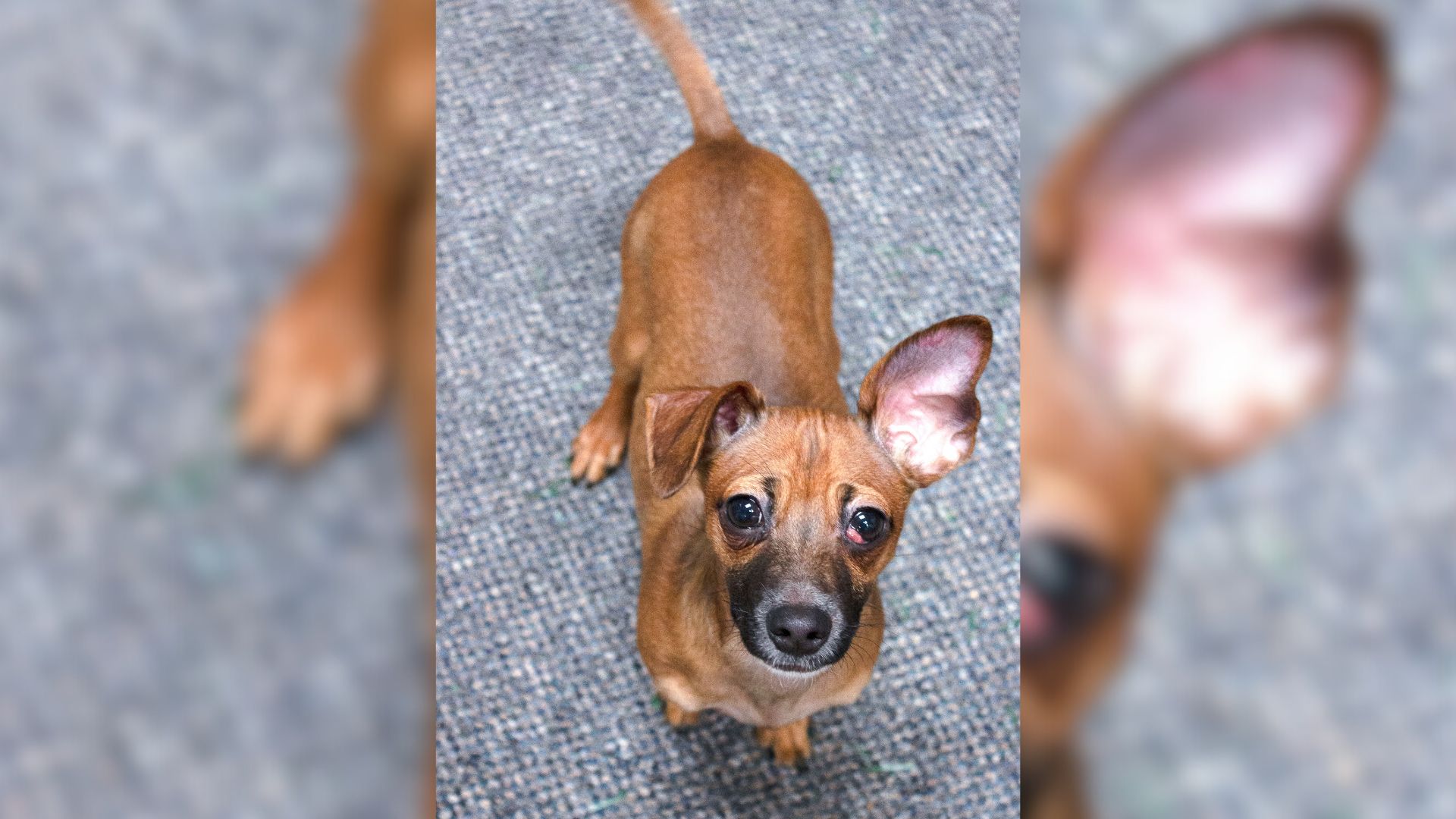 Cute Chihuahua