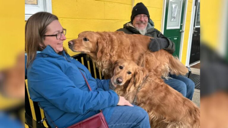 man woman and two golden retrievers