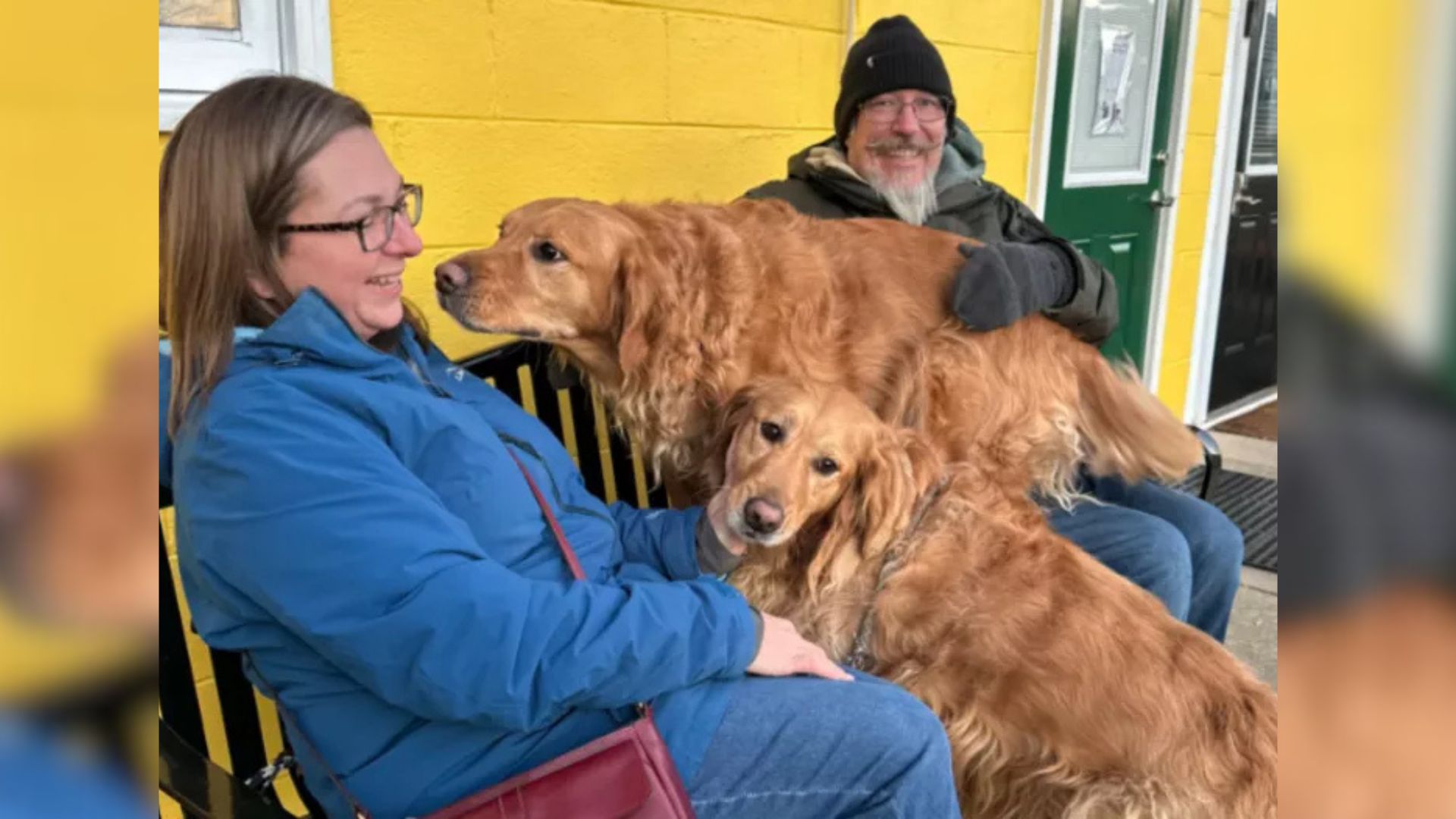 man woman and two golden retrievers