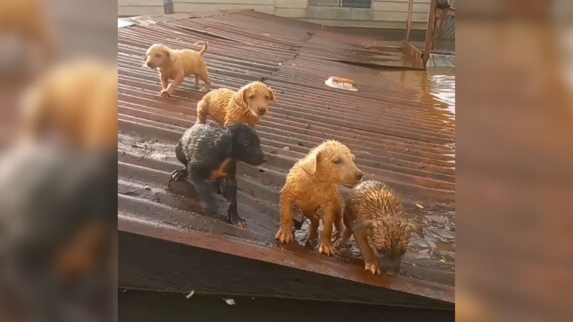 Distressing Scene Of Mom Dog And Her Puppies Stranded On Roof After Harrowing Flood Shocks Rescuers