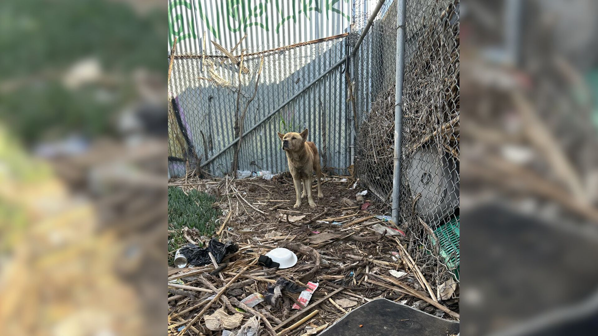 Dog Living Next To A Freeway Entrance In California Really Needed Help