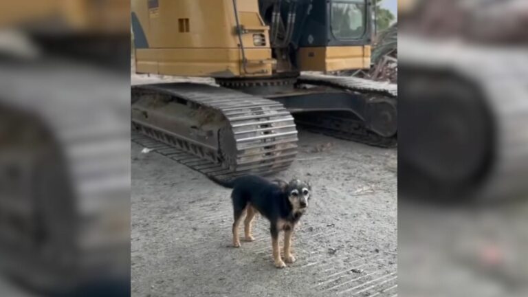 dog left at the demolished house