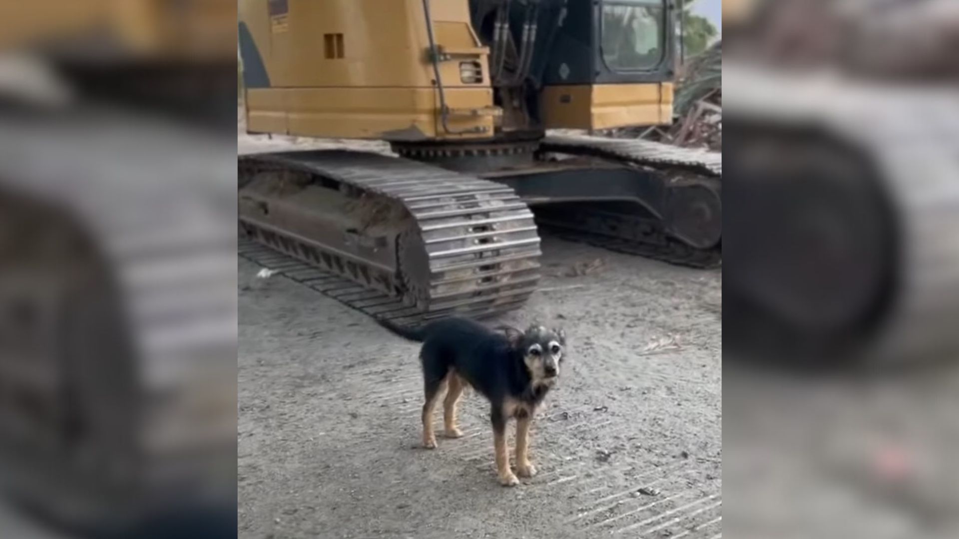 dog left at the demolished house