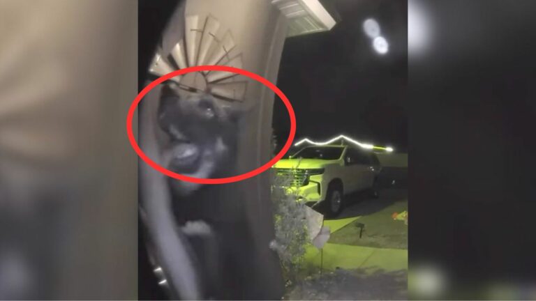 Family Whose Dog Went Missing