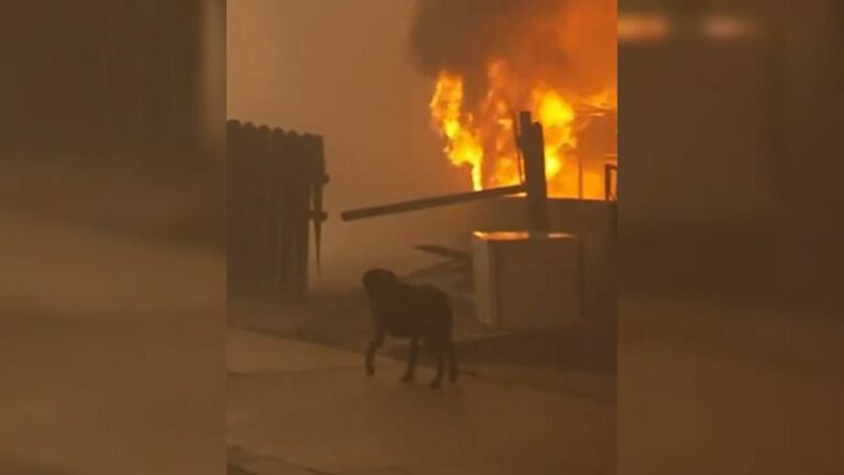 Firefighter Consoles Scared Dog Who Was Looking For His Owners