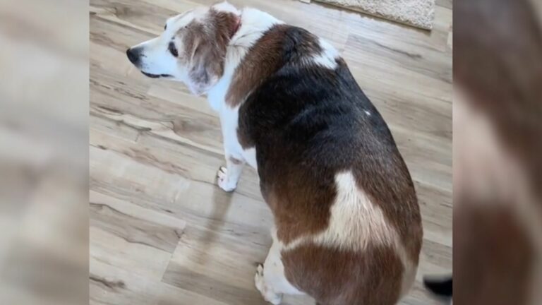 old dog