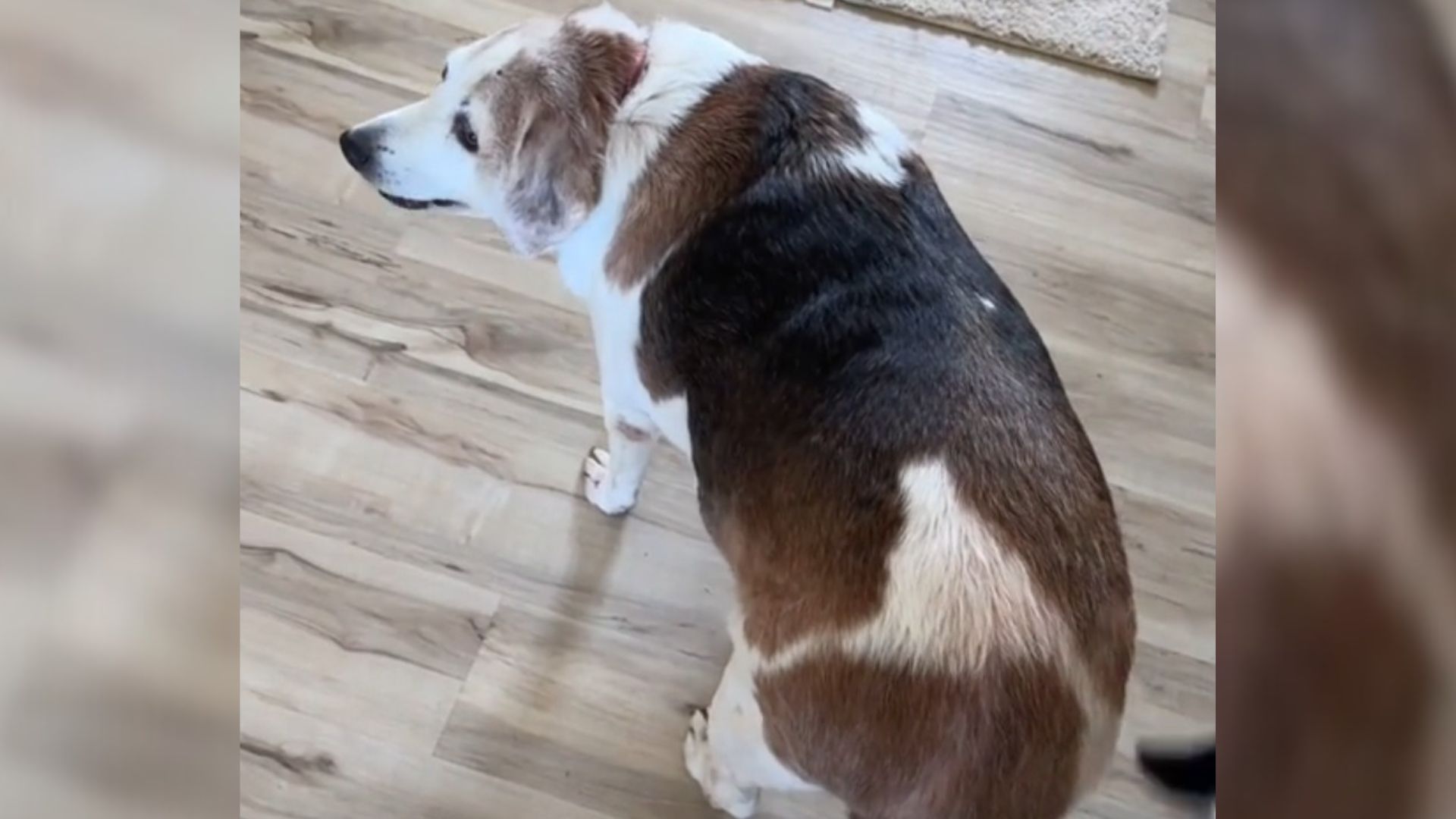 old dog