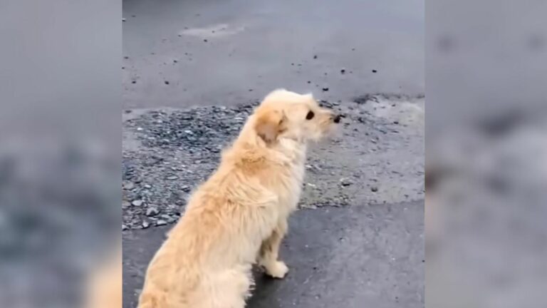 abandoned dog on the road