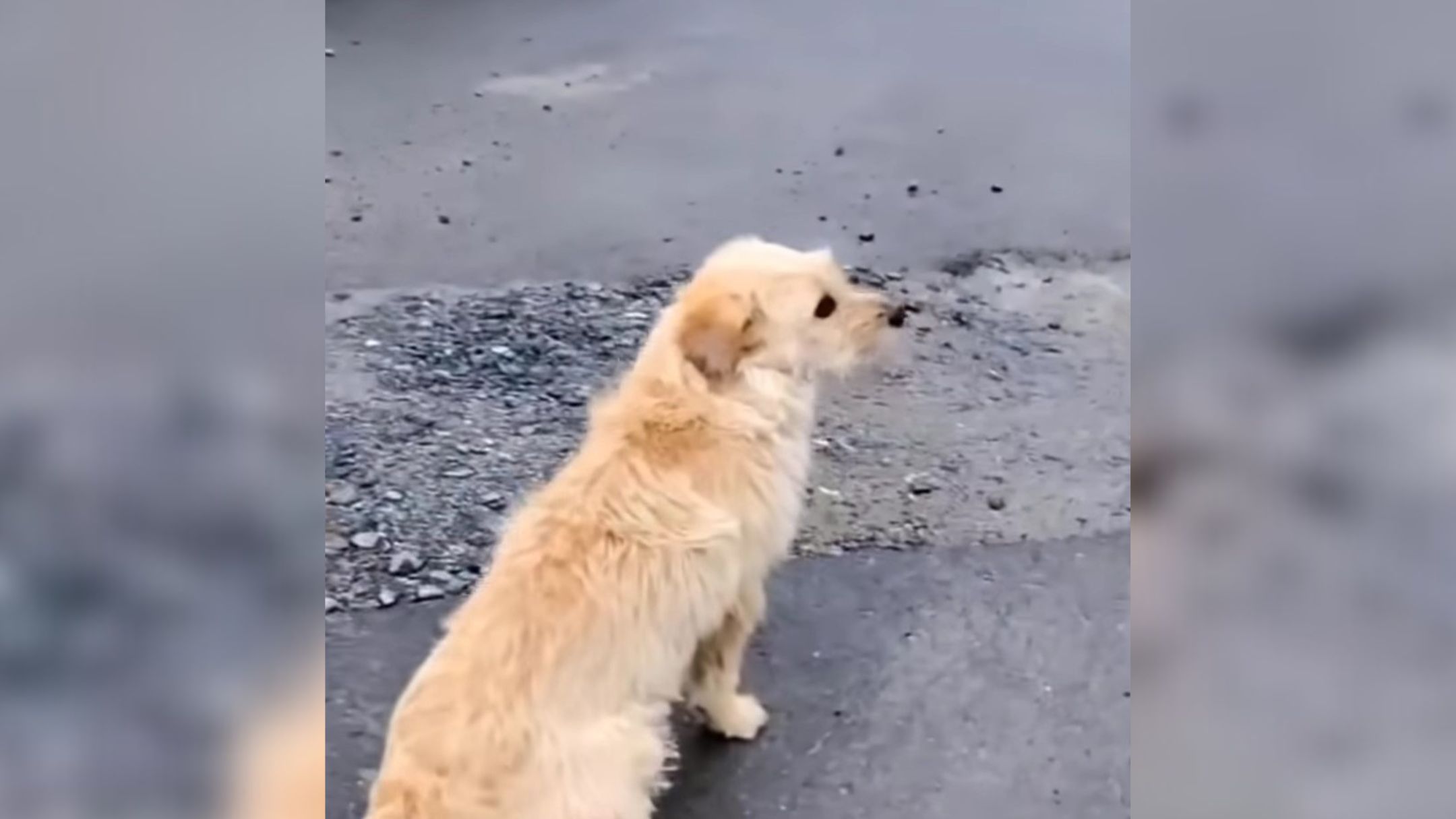 Kind Man Fed A Dog Who Kept Coming To His Home Only To Notice Something Surprising About Her