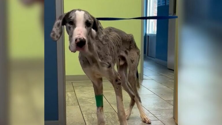 Malnourished Great Dane