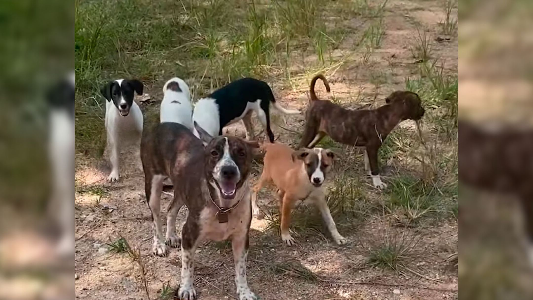 Mama Dog Who Was Overprotective Of Her Puppies Finally Got To Live The Life She Had Dreamed Of