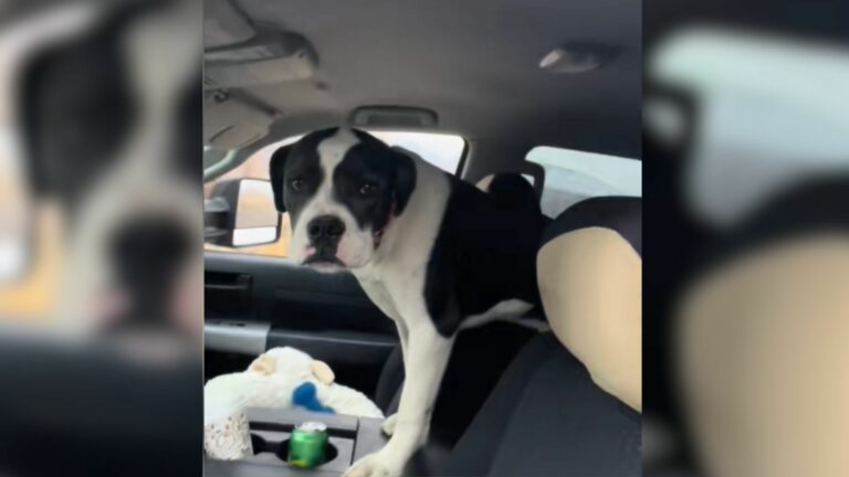 Dog in a car