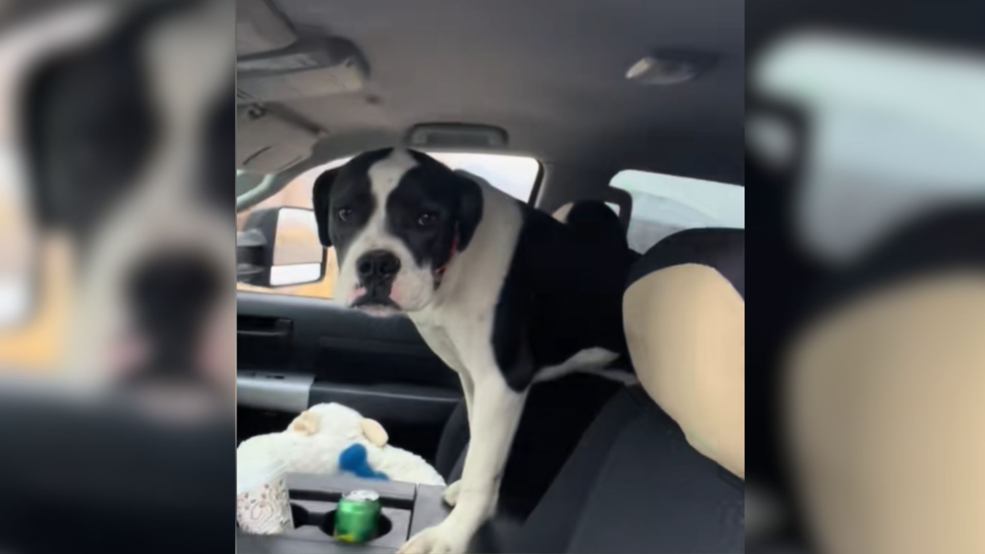 Dog in a car
