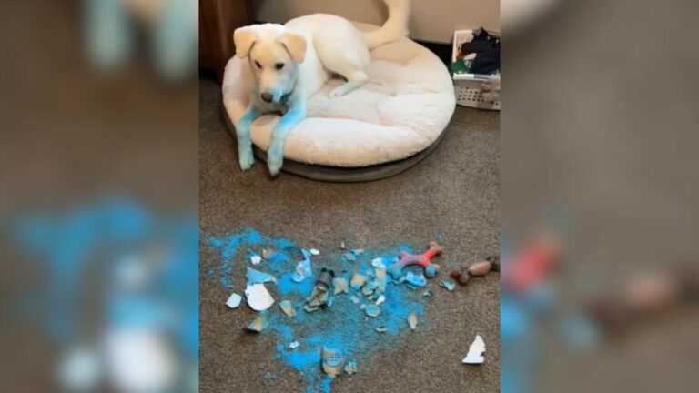 Millions Laugh As Dog Spoils Owner's Gender Reveal Party