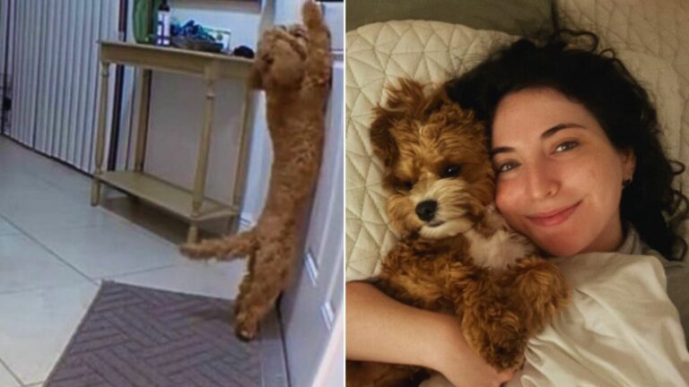 Owner Decided To Never Again Leave Her Dog Alone