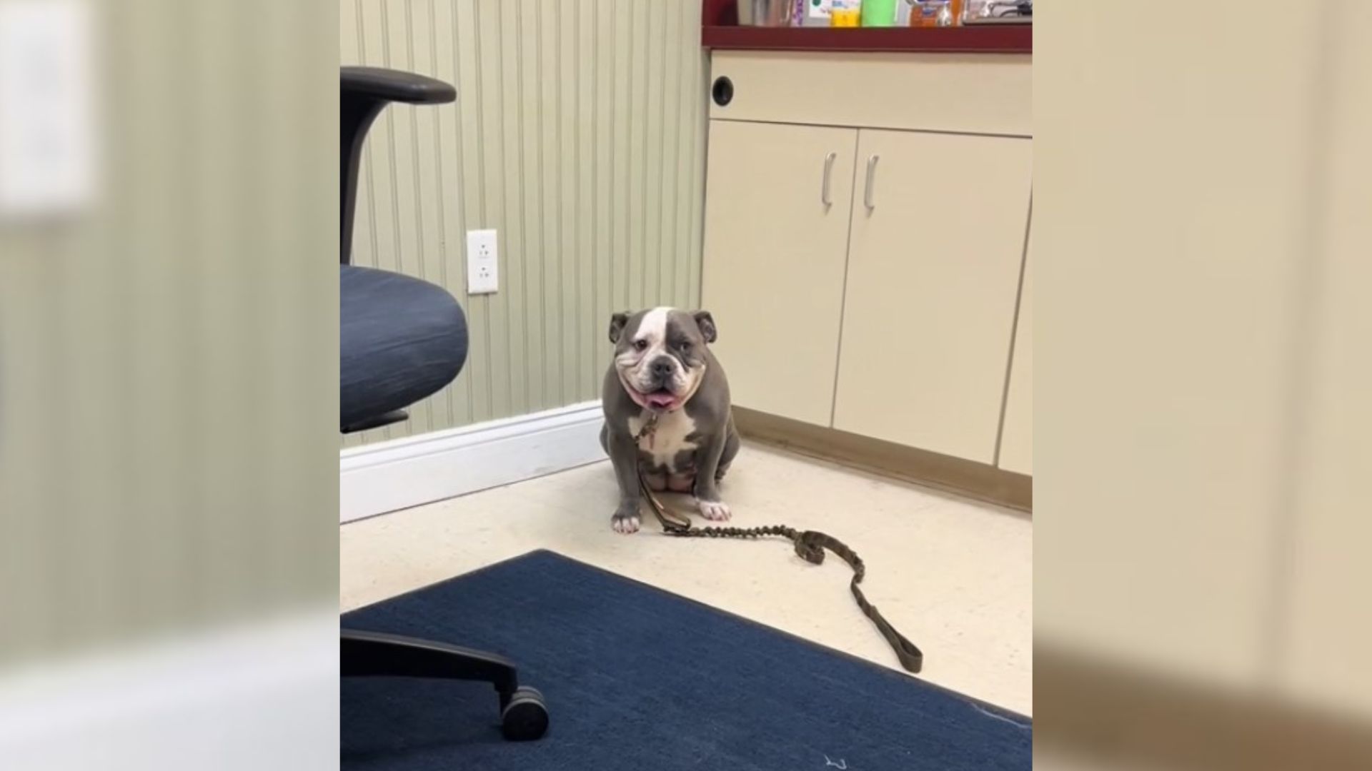 Owner Rushes “Lethargic” Dog To The Vet, Absolutely Shocked By The Diagnosis