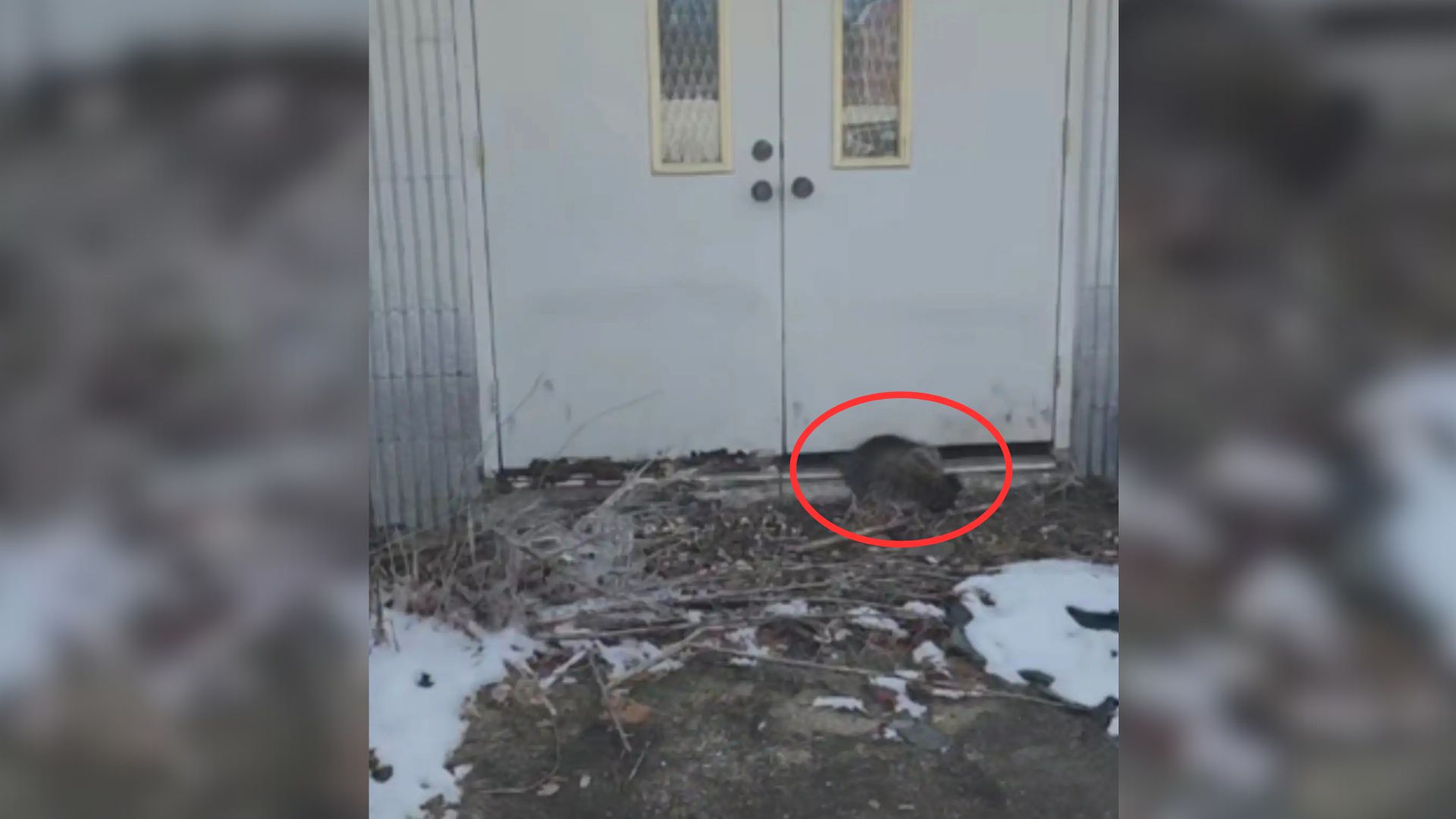 Animal stuck under the door
