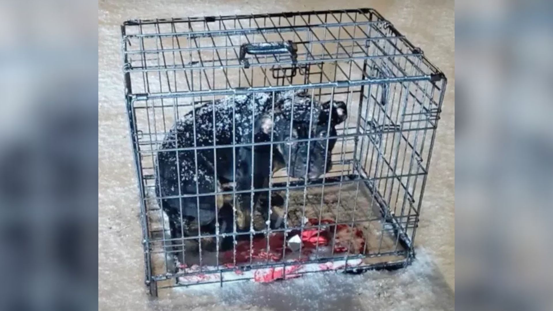 Kansas Rescuer Was Devastated After Finding A Pup Who Was Left In A Cage During A Snowstorm