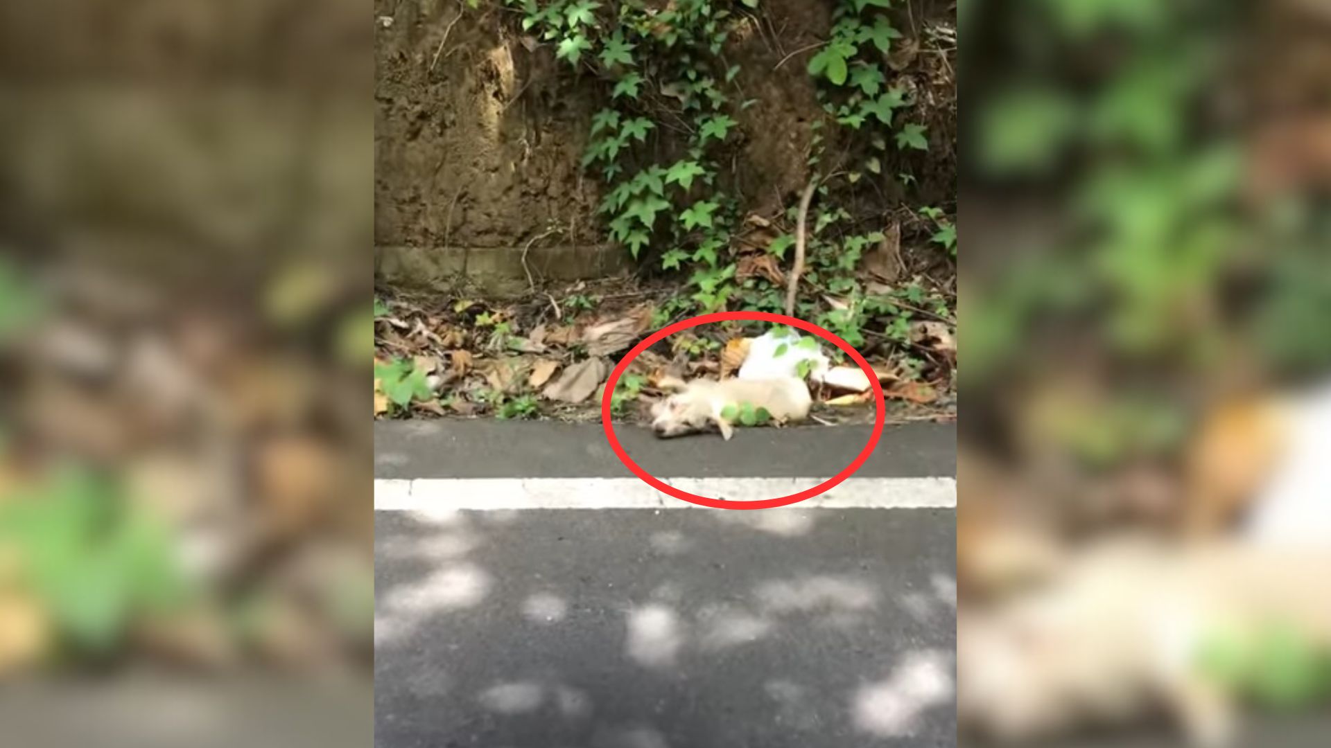 Pup Who Refused To Trust His Rescuer Noticed That Her Other Fosters Absolutely Adored Her 