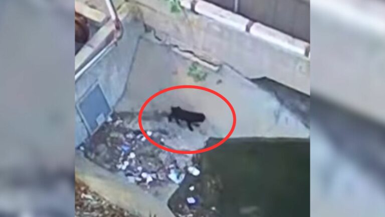 Dumped dog